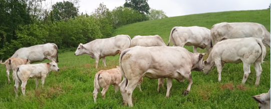 04 maggio 2025 – FASSONA DAY