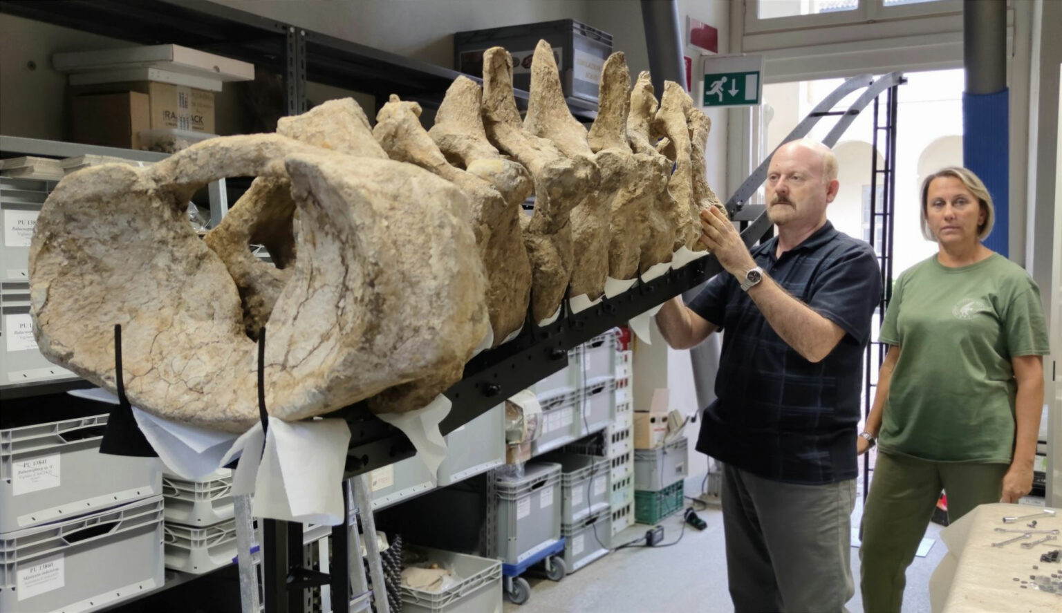 Capodoglio di Vigliano